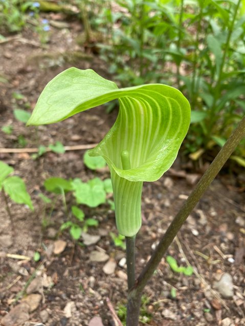 The distinctive flower of Jack-in-the-pulpit.